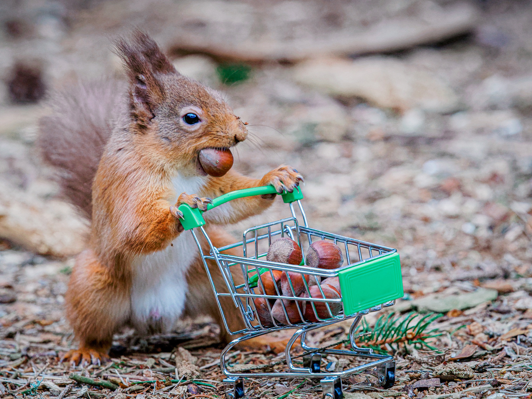 Red Squirrel Driver