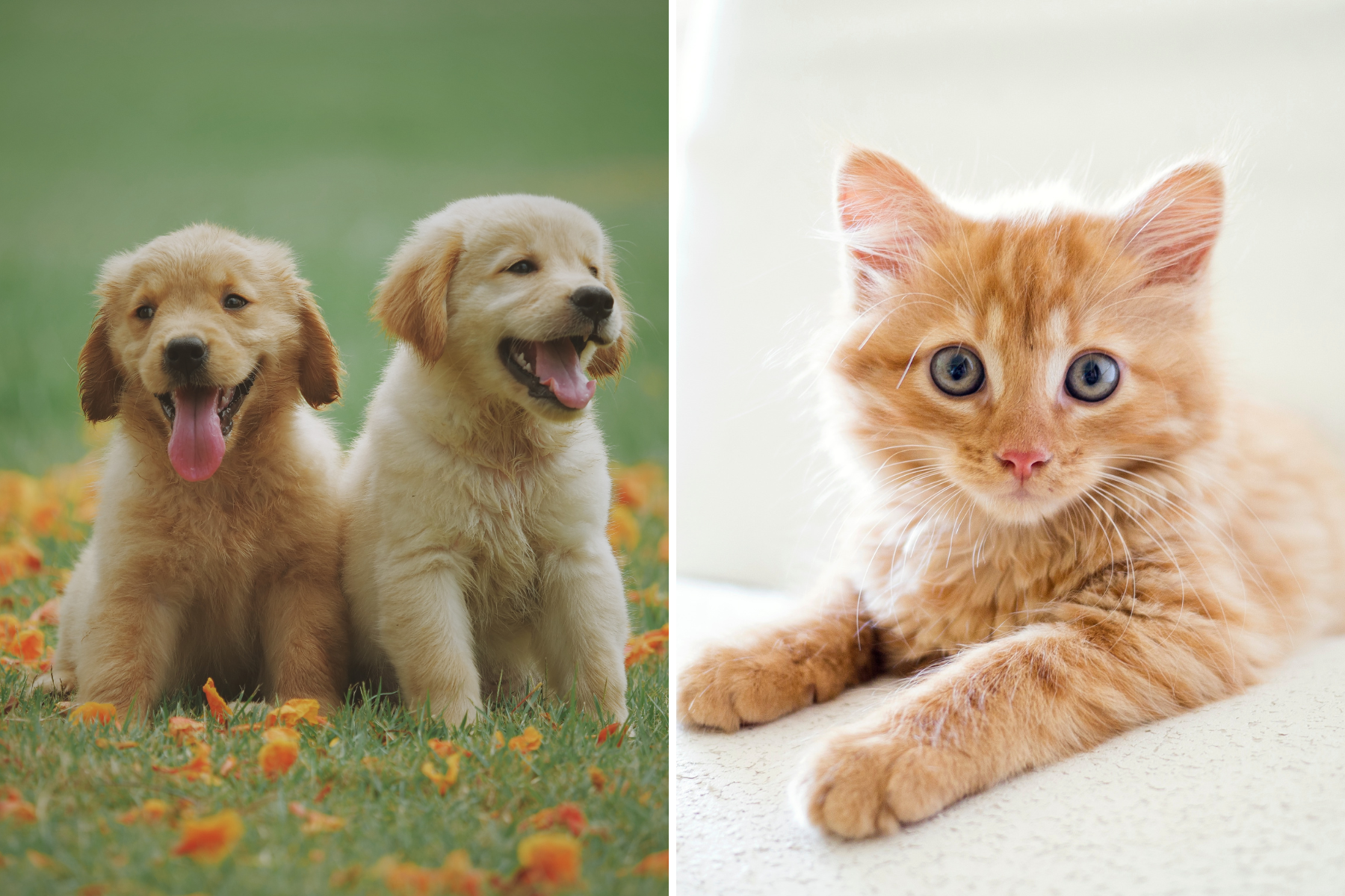 The top 10 puppy and kitten names in the UK in 2022: Is yours on the list?